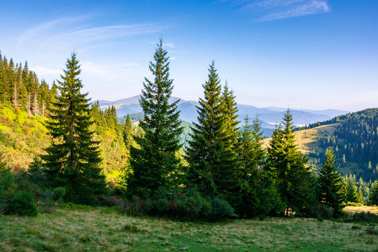 forest on the grassy meadow in mountains. beautiful sunny landscape with distant valley full of fog. amazing morning scenery