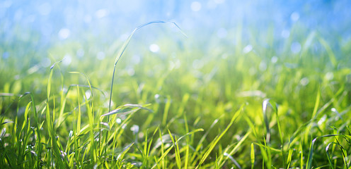 Fresh green grass on the lawn illuminated by sunlight on blue sky background. Natural background. Landscape, nature, summer.