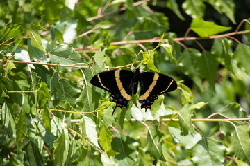 Black and yellow butterfly on green leaves