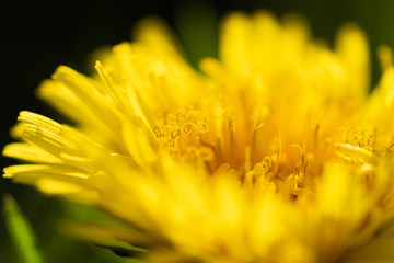 yellow flower closeup (Dandelion)
