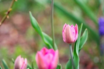 Opening Pink Tulip