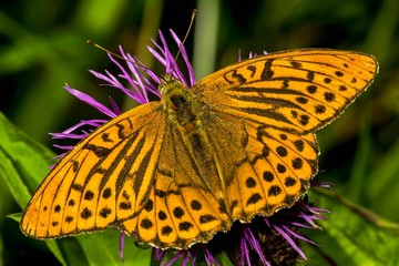 Fototapeta premium Argynnis paphia L. 1758.