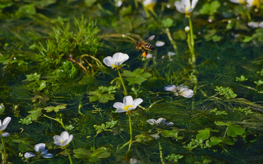 Aquatic ranunculus flowers pollinated by bees.