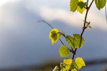 Young grape leaves on grapevine close-up on blurred background. Young branches of grapes on nature. Gardening. Viticulture. Winemaking.
