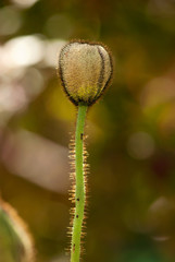 Poppy Flower Bud