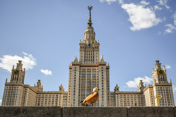 Fototapeta na wymiar Walking, proud duck (ruddy shelduck) and Moscow State University building. Russia.