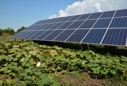 Large Ground Mounted Residential Solar Panel System For Efficient Off Grid Solar Power Installed In Home Kitchen Garden To Produce Renewable Energy.