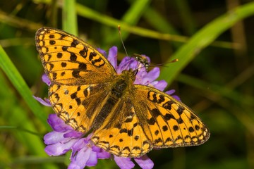 Argynnis adippe L. 1767.