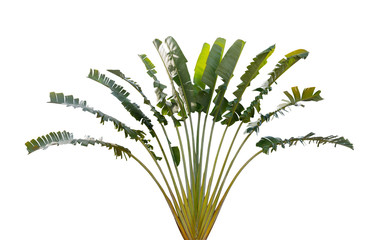 Ravenala madagascariensis with leaves resembling banana leaves isolated on white background is an ornamental plant in the garden from Madagascar and banana family, File contains a clipping path.