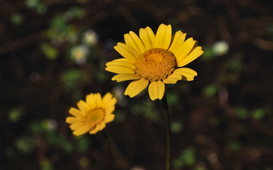 Chrysanthemum. Macro in the foreground on dark background.