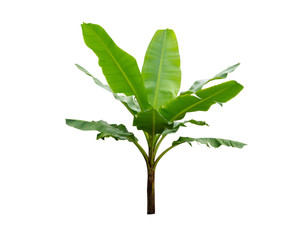 Banana trees isolated on white background. File contains a clipping path.