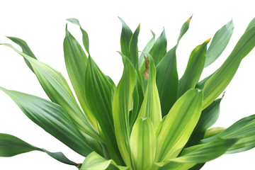 Obraz premium Dracaena Fragrans leaves isolated on white background