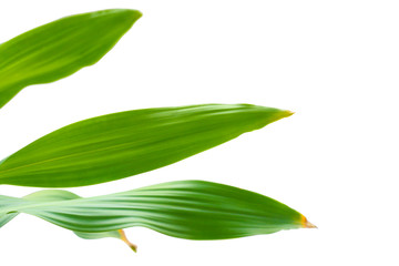 Close up of Dracaena Fragrans leaf isolated on white background