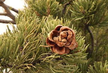 Close-up open Two-Needle Pinyon (Pinus edulis) pine cone with nuts, Utah