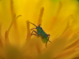 Taraxacum officinale housing a small green aphid.