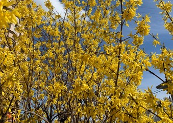yellow flowers blooming tree