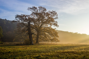 Obraz na płótnie Canvas lonely oak tree on the field at sunset