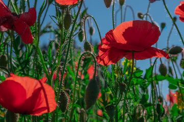 Obraz premium Poppy and buds in a field with blue sky in the background with selective focus. Close-up view from below. Lonely poppy.