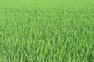 landscape view of green rice field