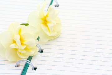 Empty spiral notebook and fresh daffodils , cozy summer breakfast, top view, flat lay, morning free writing - 345988495