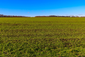 Fototapeta na wymiar Field of young green wheat at spring