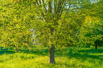 Spring is in the air with the lush green foliage of trees in a green pasture in sunlight at sunrise in a spring morning