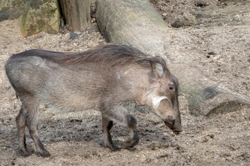 Warzenschwein