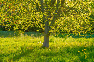 Spring is in the air with the lush green foliage of trees in a green pasture in sunlight at sunrise in a spring morning