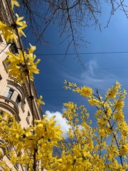 yellow flowers blooming tree