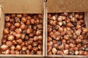 Netherlands tulip bulbs