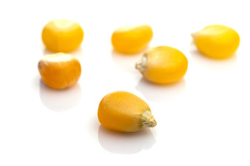 Macro kernel corn for popcorn isolated on white background. Kernel grain yellow seeds. Natural cereal food or agricultural product concept.