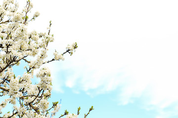blooming with small white flowers delicate aerial branch on the background of a blue sky with clouds