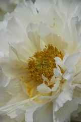 Fototapeta premium 牡丹 