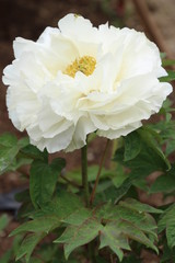 Obraz premium 牡丹 