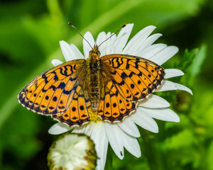 Brenthis ino (Rottemburg, 1775).