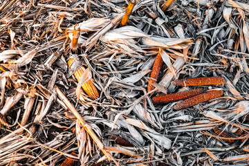 Corn cob on the ground, leftovers for gleaning in harvested cultivated field