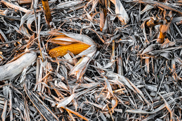 Corn cob on the ground, leftovers for gleaning in harvested cultivated field