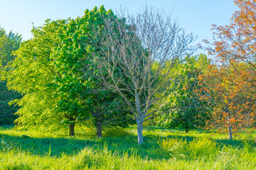 Spring is in the air with the lush green foliage of trees in a green pasture in sunlight at sunrise in a spring morning
