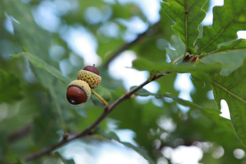 acorns and oak leaves