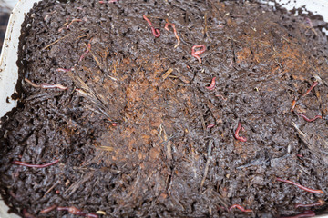 dung worms in a plastic box for transportation