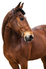 Obraz premium portrait horse isolated on white