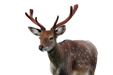 white tailed deer isolated on white background