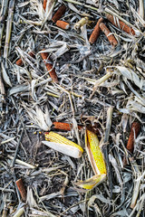 Corn cob on the ground, leftovers for gleaning in harvested cultivated field