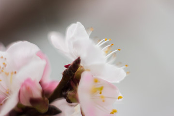 close up of a cherry blossom