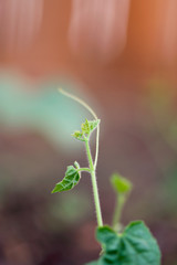 Young Cucumber Vine