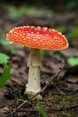 fly agaric mushroom