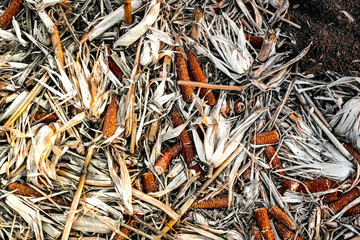 Corn cob on the ground, leftovers for gleaning in harvested cultivated field