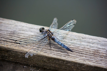 close up of a dragonfly