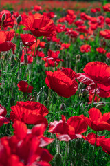 Poppies in a field with green grass in the background with selective focus. view at height. Lonely poppy.