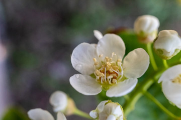 Close-up of a Flowering Bird Cherry Tree with White Little Blossoms.